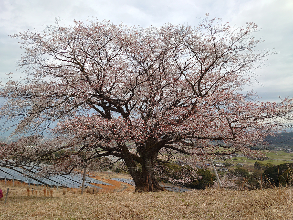 一本桜①