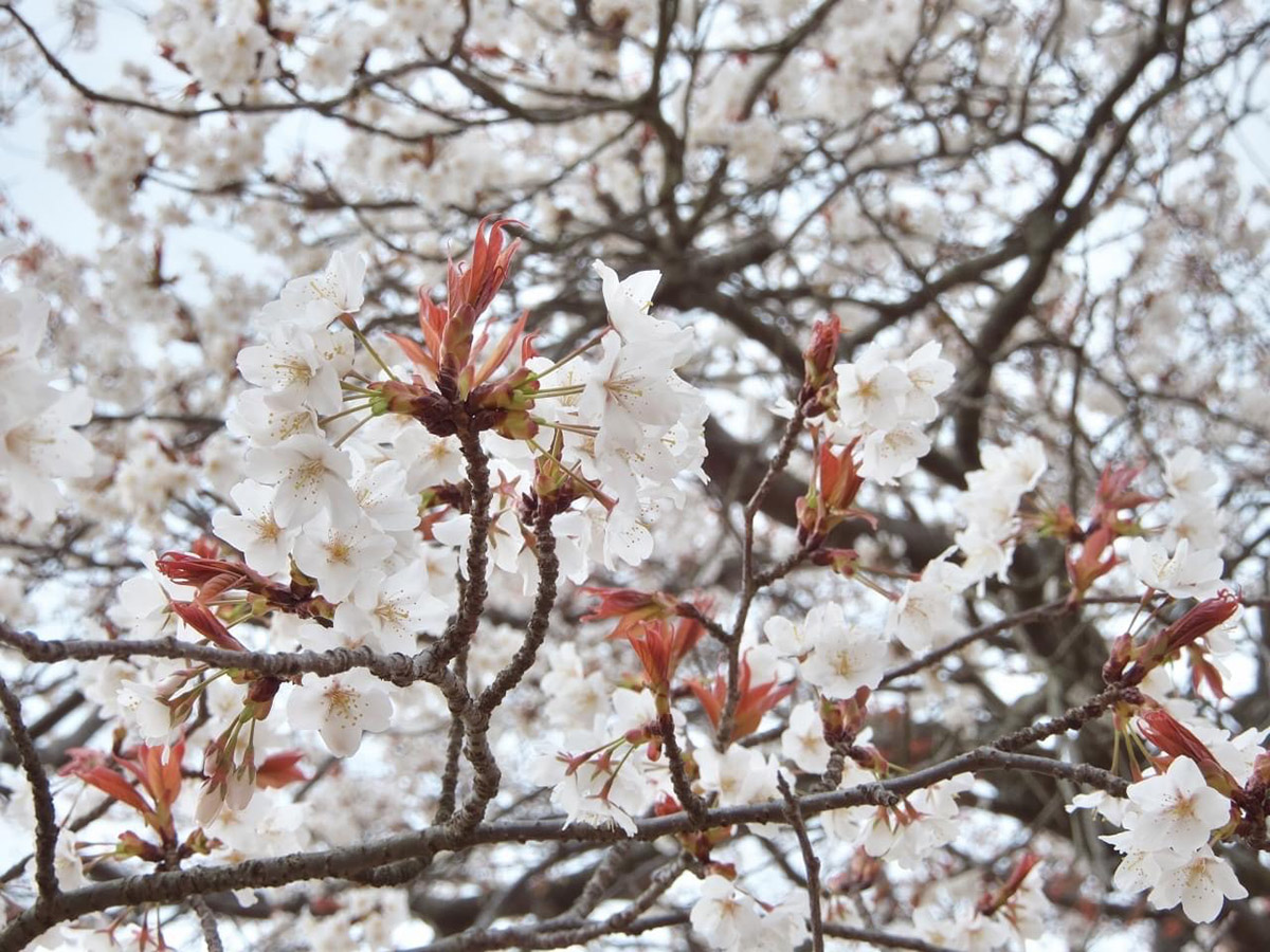 一本桜①