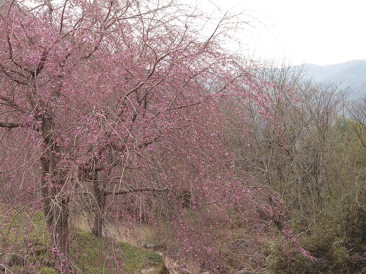 紅枝垂桜①