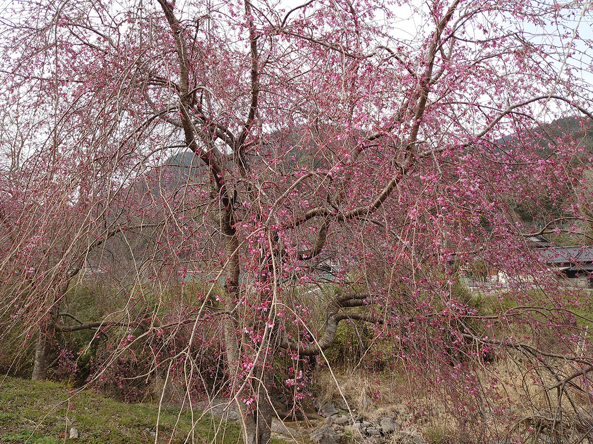 紅枝垂桜②