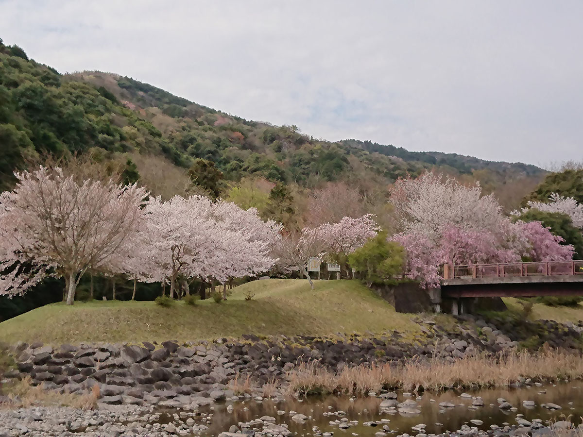 桜（清原自然公園）