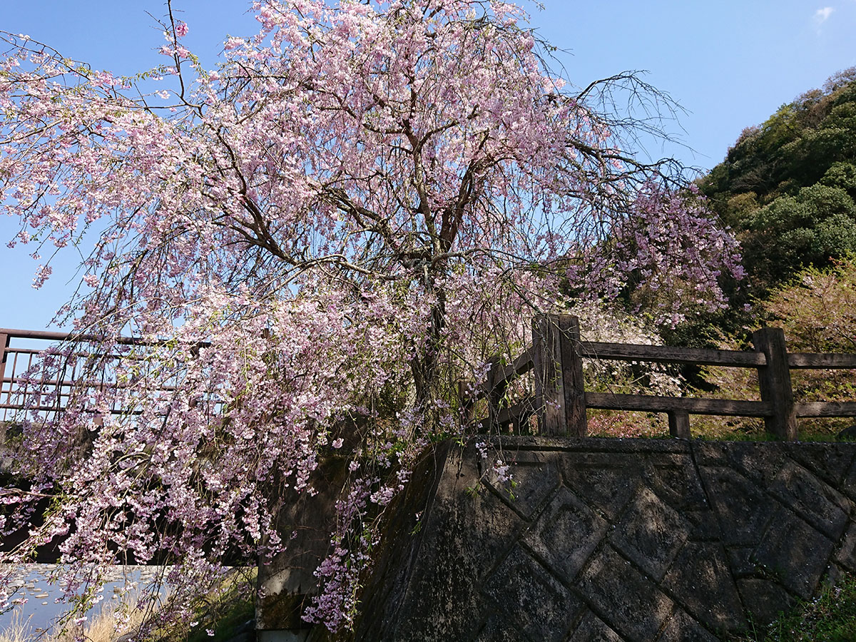 桜（清原自然公園）