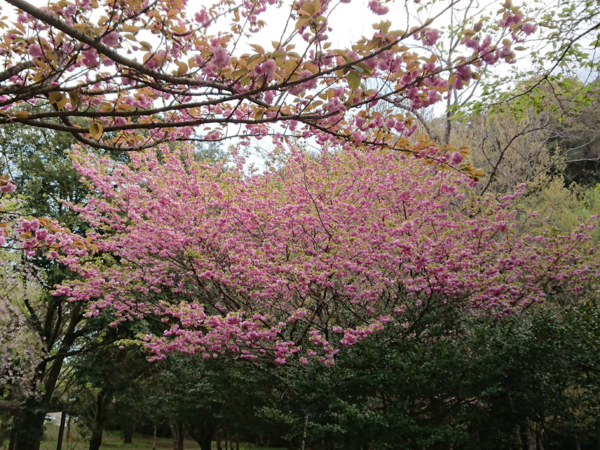 八重桜（清原自然公園）