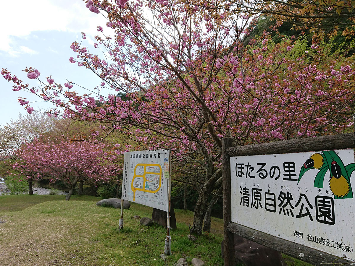 八重桜（清原自然公園）