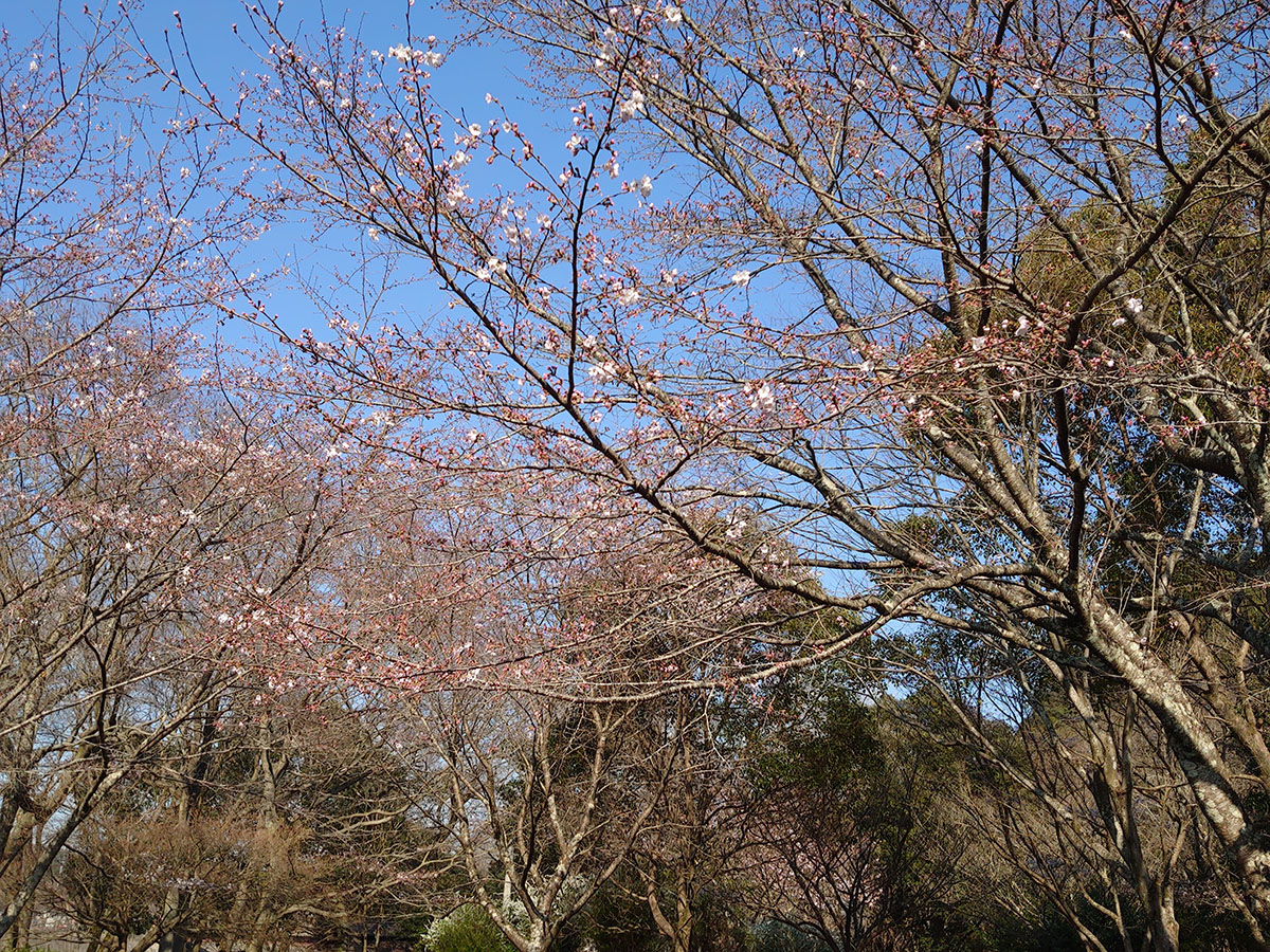 桜（清原）