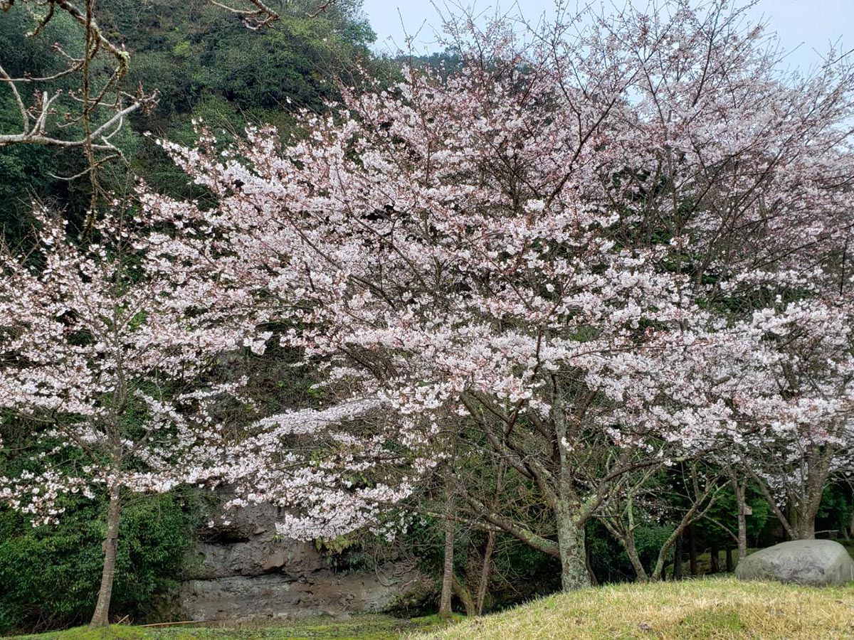 桜（清原）