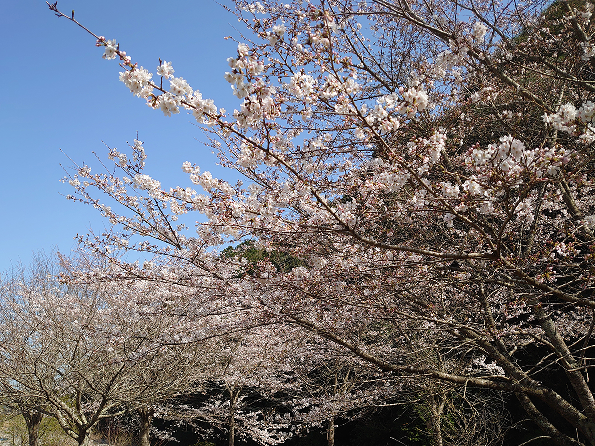 山桜②