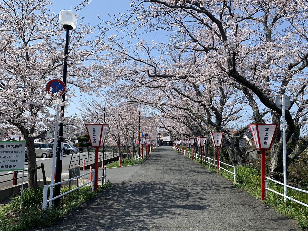 桜（平池公園）