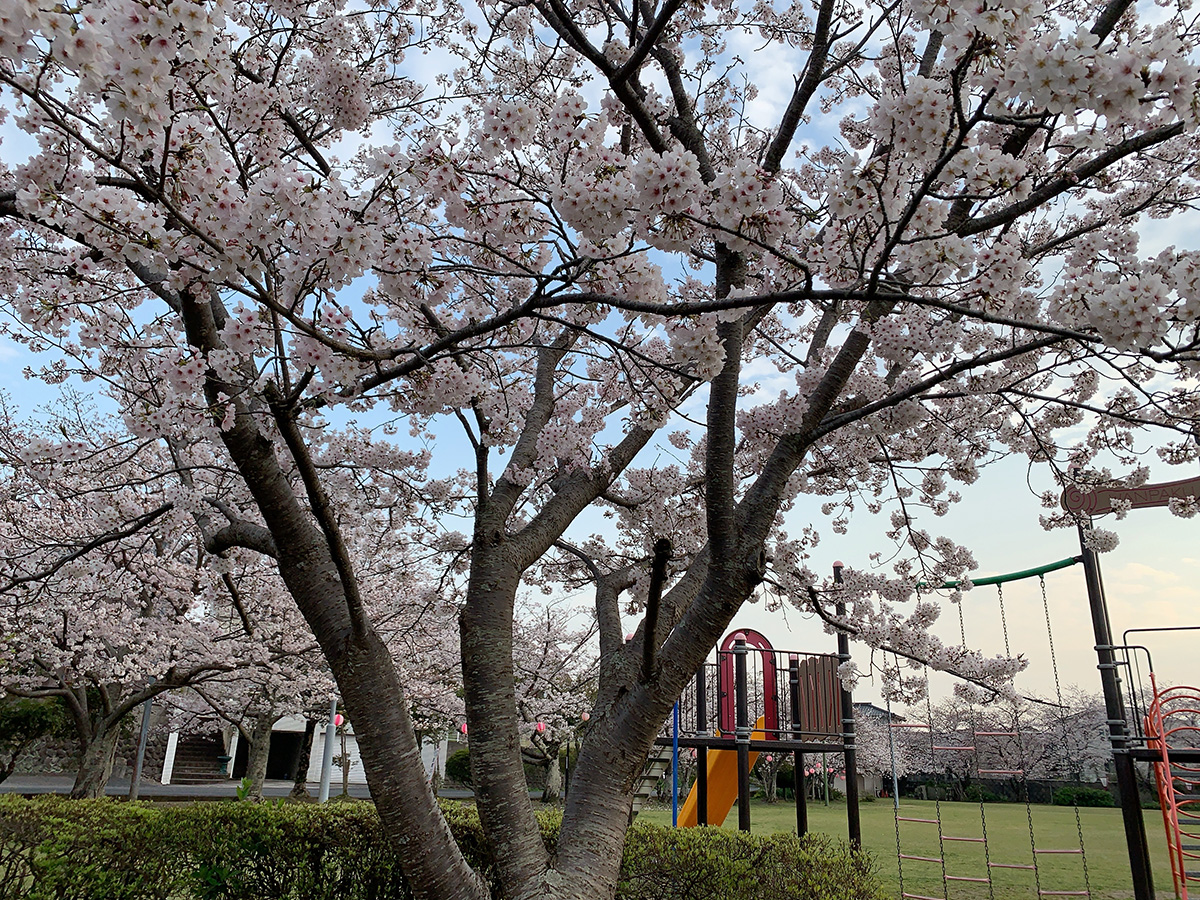 桜（平池公園）