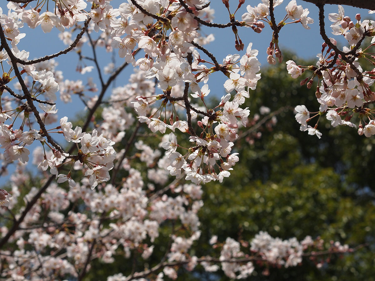 桜（天地山公園）