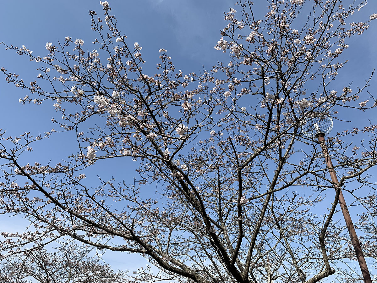 桜（天地山公園）