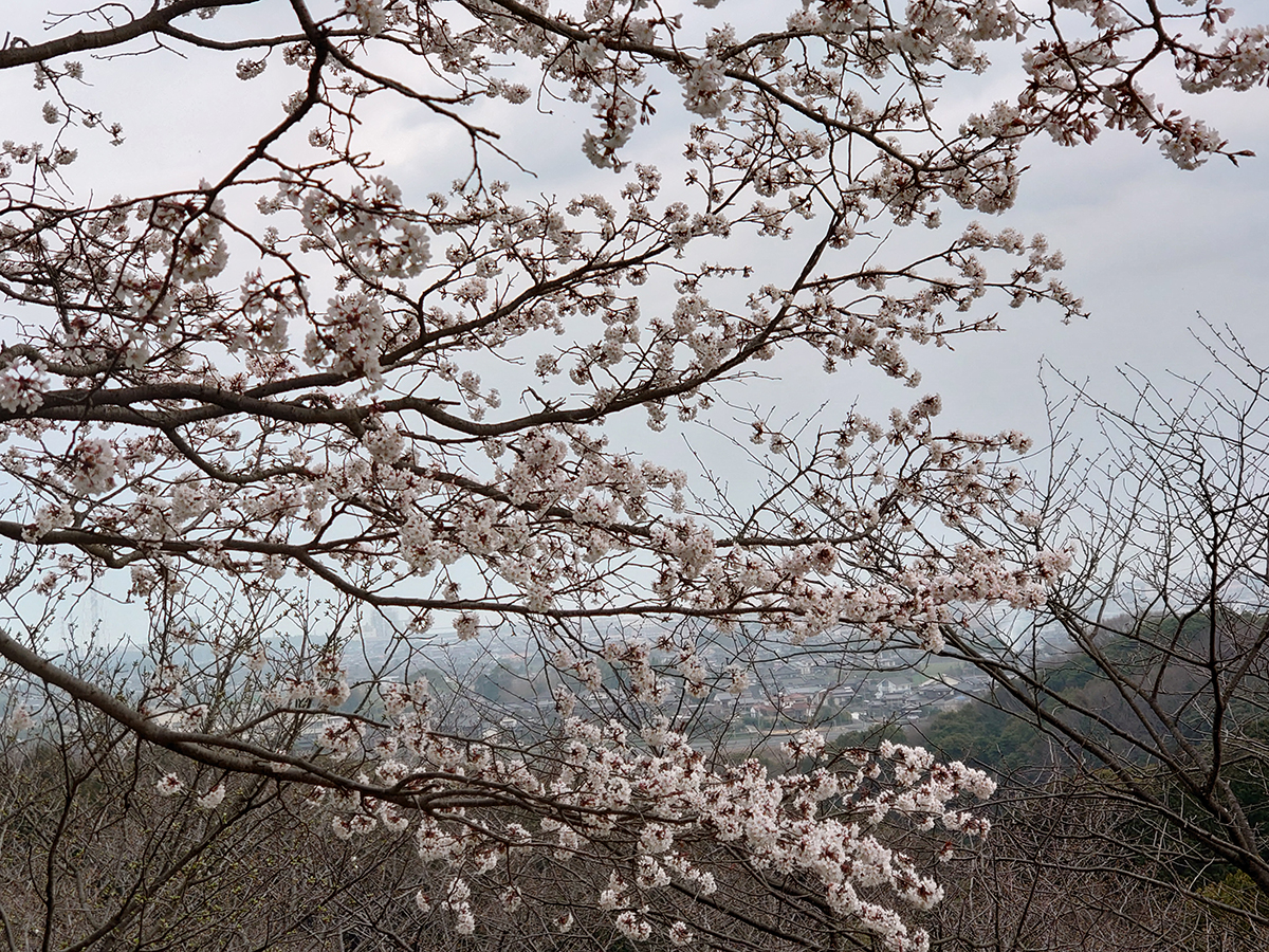 天地山のソメイヨシノと山桜