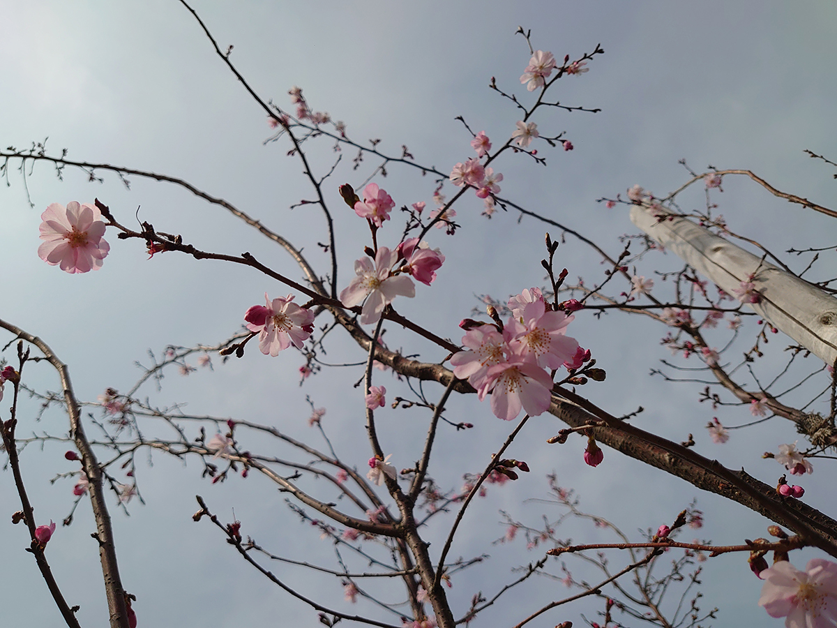 天地山の豊前桜①