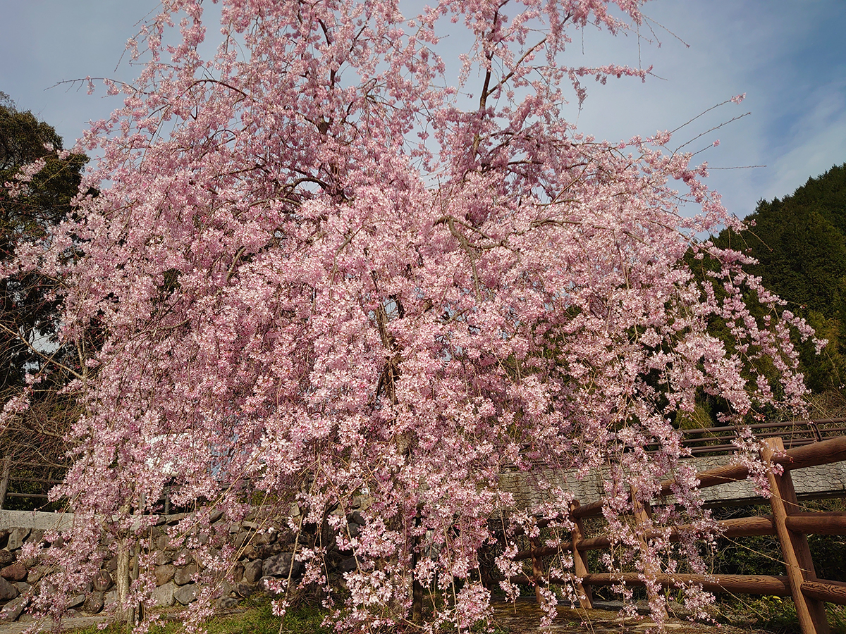 枝垂桜③