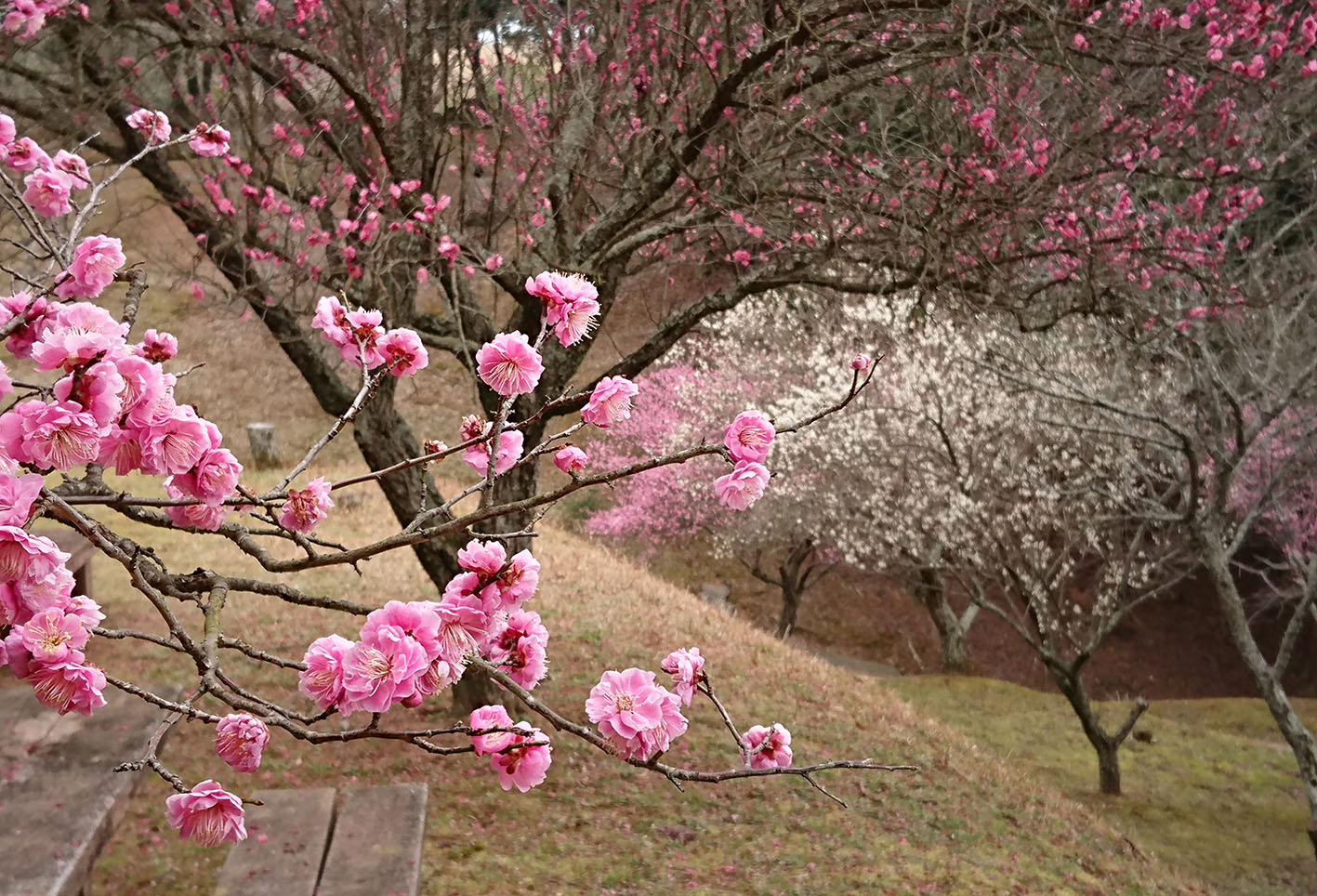 天地山公園梅の花