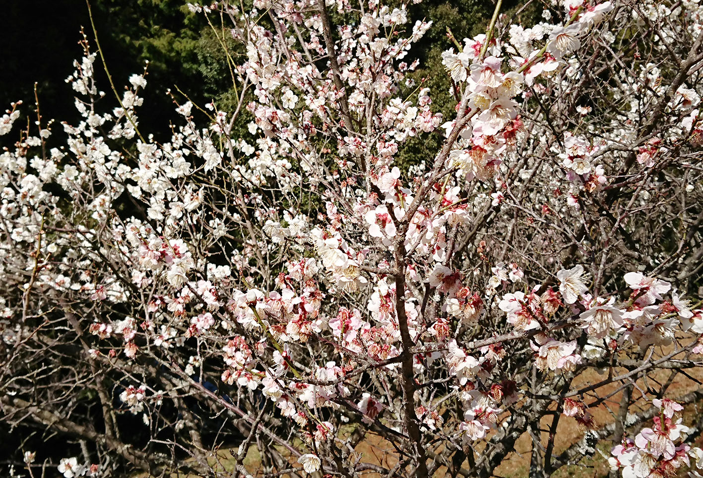 天地山公園梅の花